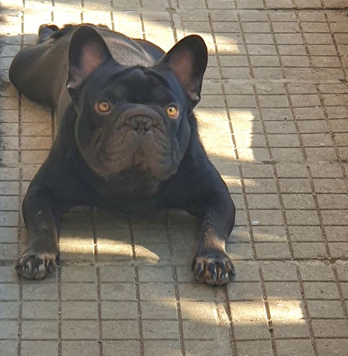 Френски булдог (Big rope) Fluffy carrier