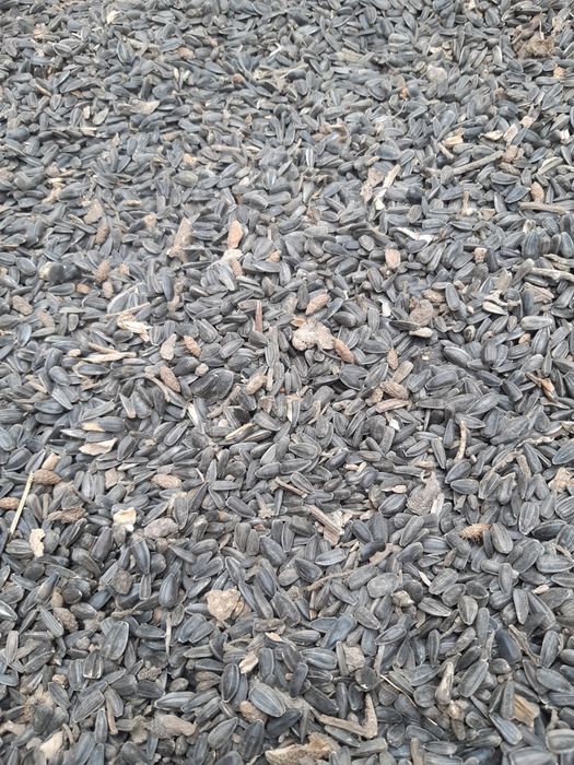 700 kg floarea soarelui