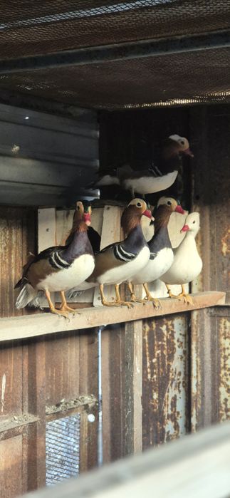 Утки мандаринки.