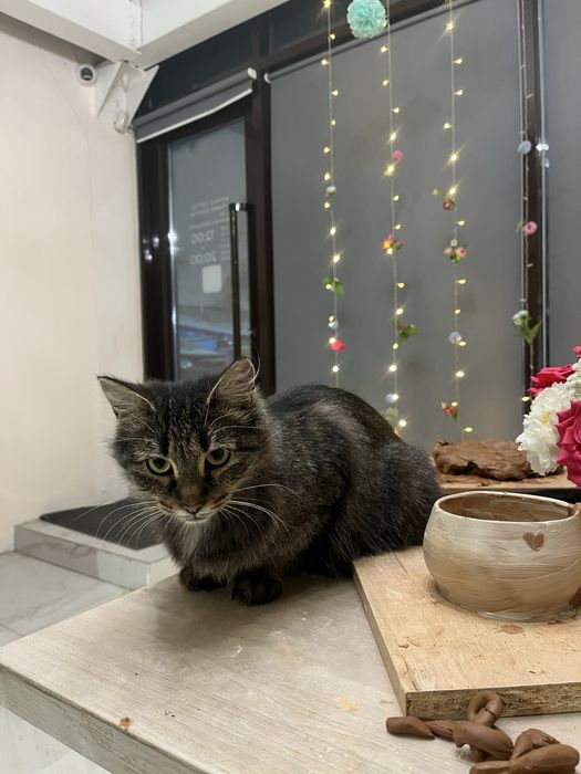 Отдам в добрые руки кошку