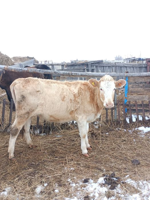 Продам годовалую тёлочку