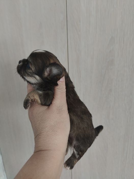 Готовятся к продаже щенки чихуахуа