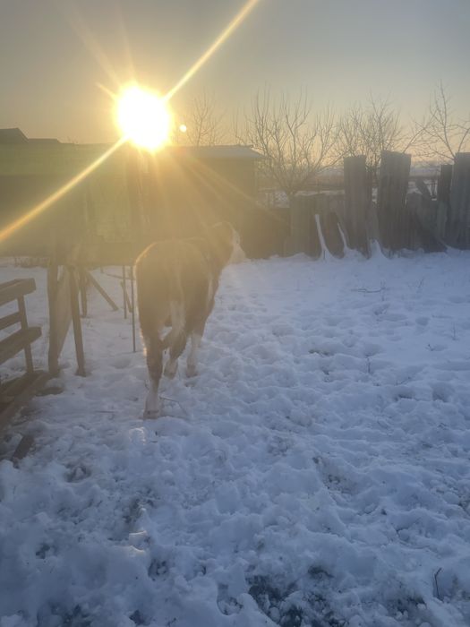 Vitei doi  tăuraș de vanzare