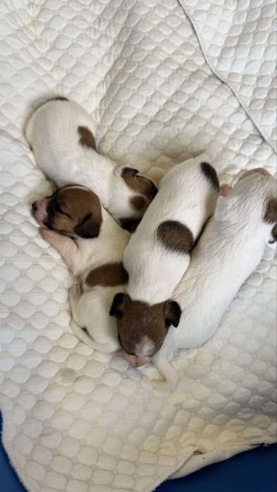 Щенки джек рассел терьер