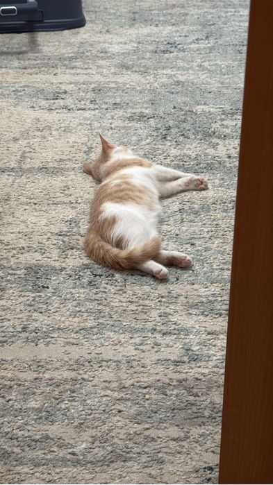 Отдам котенка Басика в хорошие руки