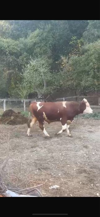 Taur de 1 an si 8 luni