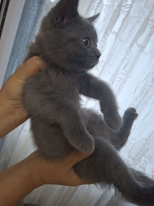 Кошка продаётся скотш страйит зоттор мушук