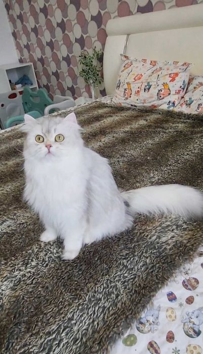 British longhair fetita pedigree din ambii parinti Campioni Mondiali