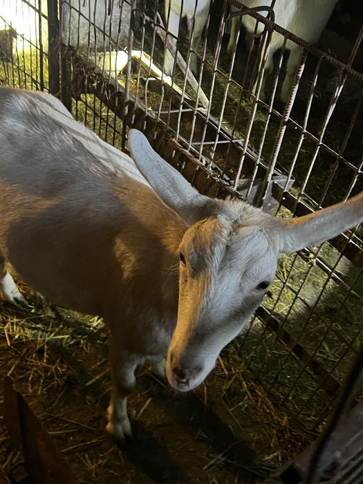 Capre de casa alba de banat