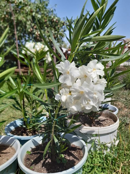 Продам цветы