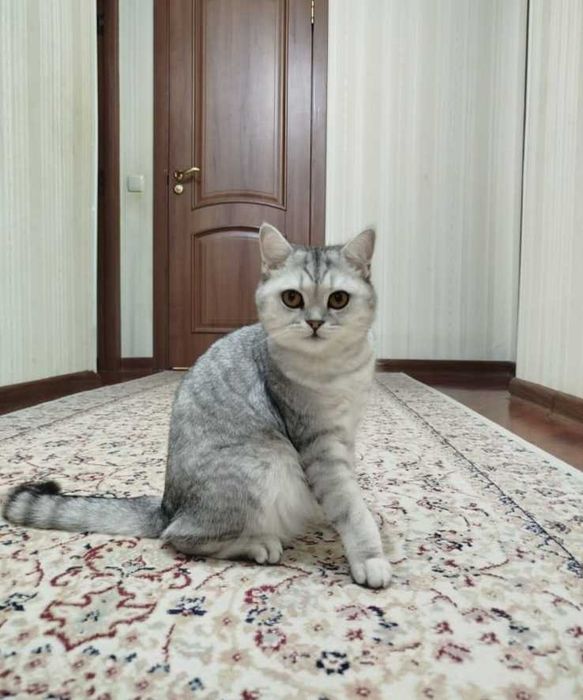 Продам британскую кошечку