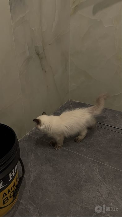 Regdol 3 oylik qiz