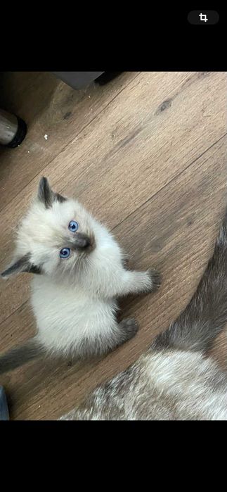 Отдам котят в хорошие руки!