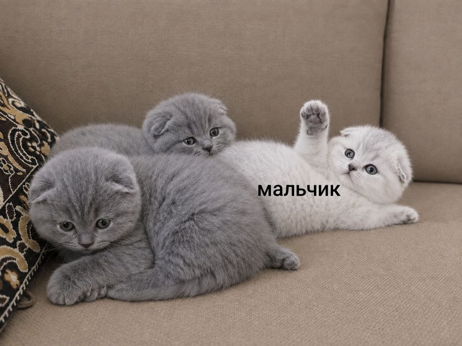 Шотландские Вислоухие котята