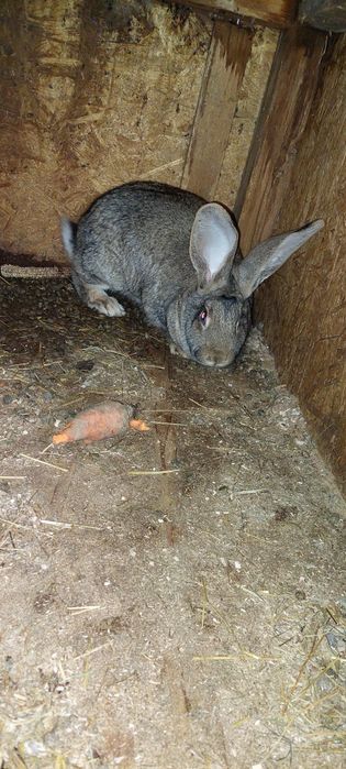 Femela uriaș german