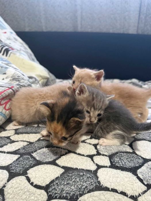 Подаряваме котенца