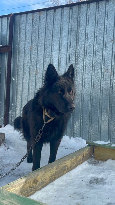 Отдам немецкую овчарку