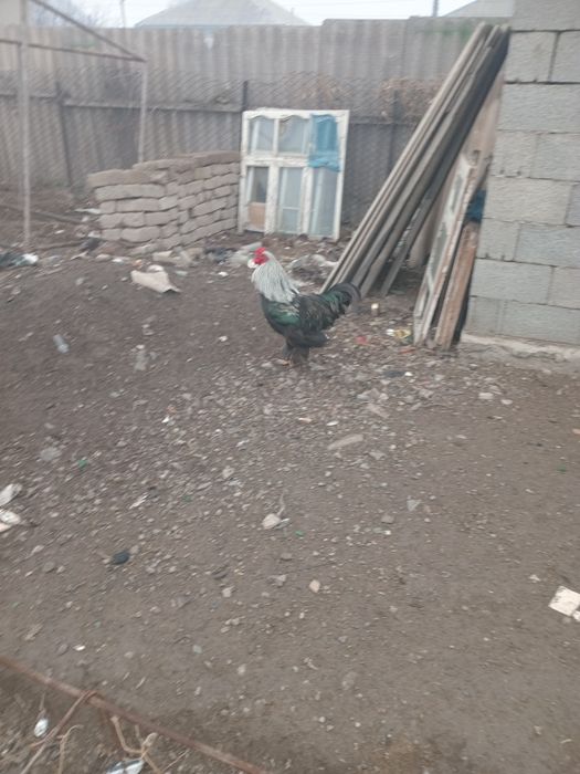 Продам петуха молодого.