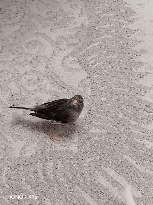 Продам конорейку