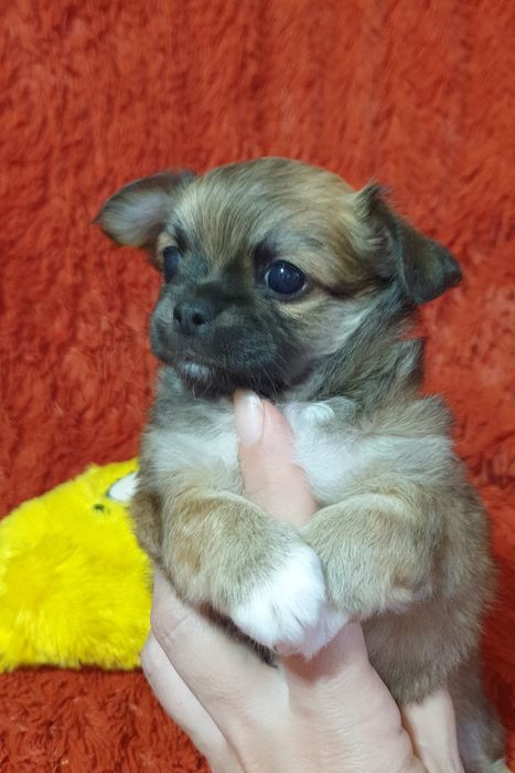 Щенки чихуахуа резерв.