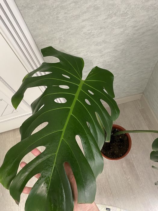 Продам красивую монстеру