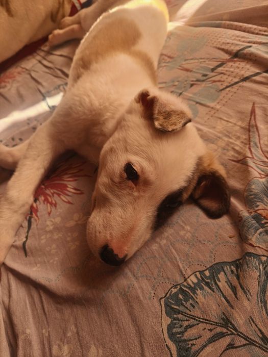 Щенок Метис терьера