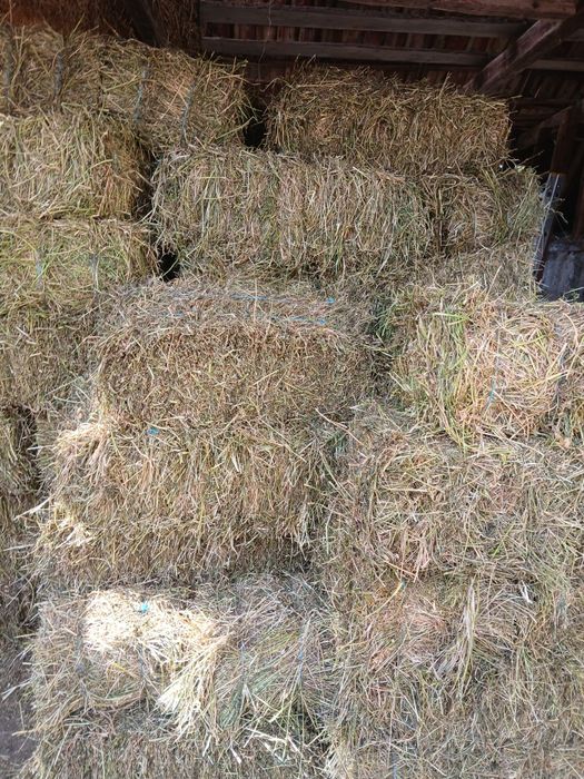 Baluti de lucernă
