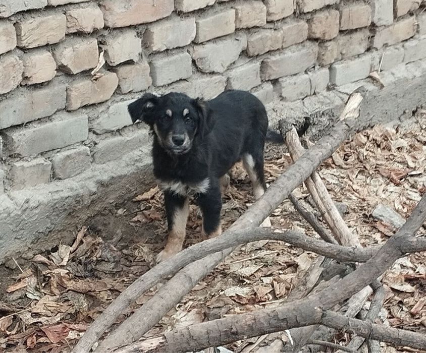 Щенок 3,5 месяца девочка