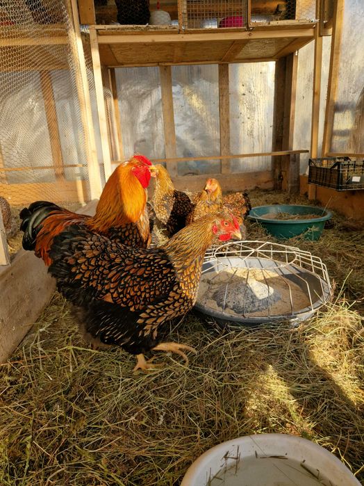 Oua de incubat găina