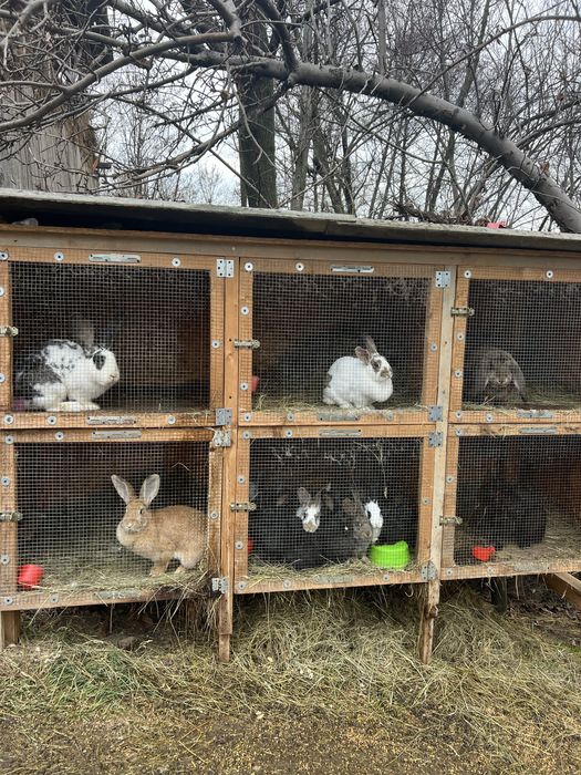 Iepuri uriasi german ,Fluture german