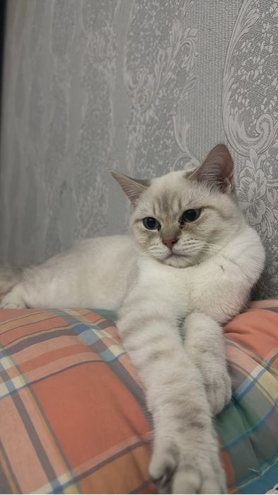 Отдам кота британец смесь
