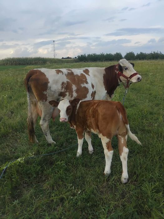 vând vaca balțată românească cu vițică