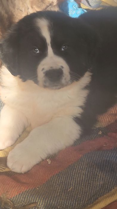 Щенки ищут дом: 2 мальчика  и  девочка