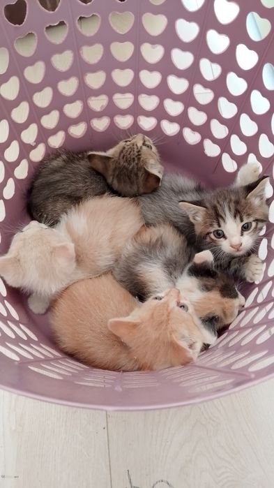Котята все девочки
