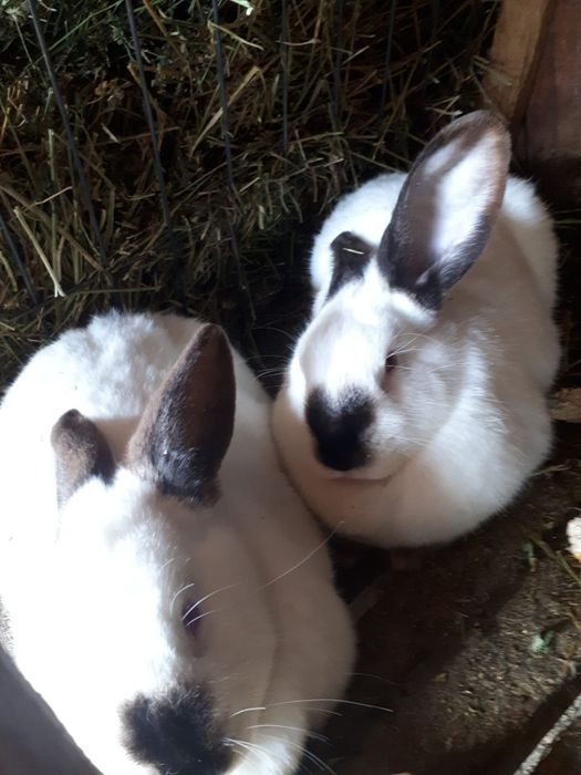 Iepure de rasă Uriaș de Transilvania și alb de Debretin