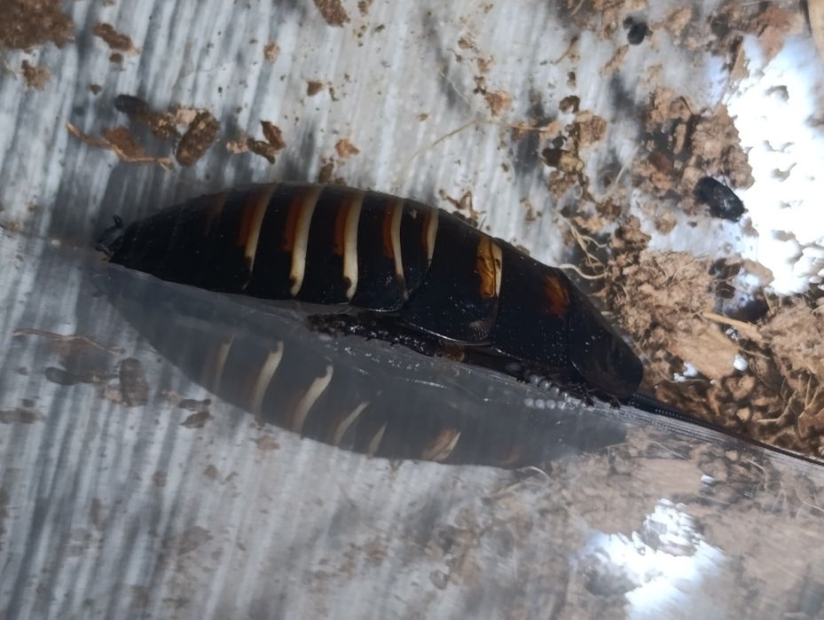 Мадагаскарские шипящие тараканы