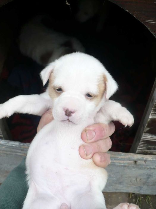 Adopție 3 căței metiși - nu sunt de rasă