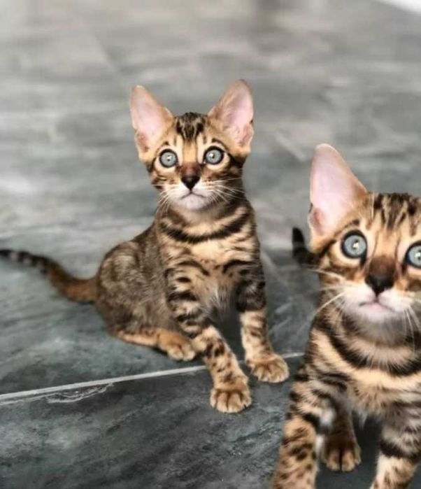 Бенгальские чудо котятки