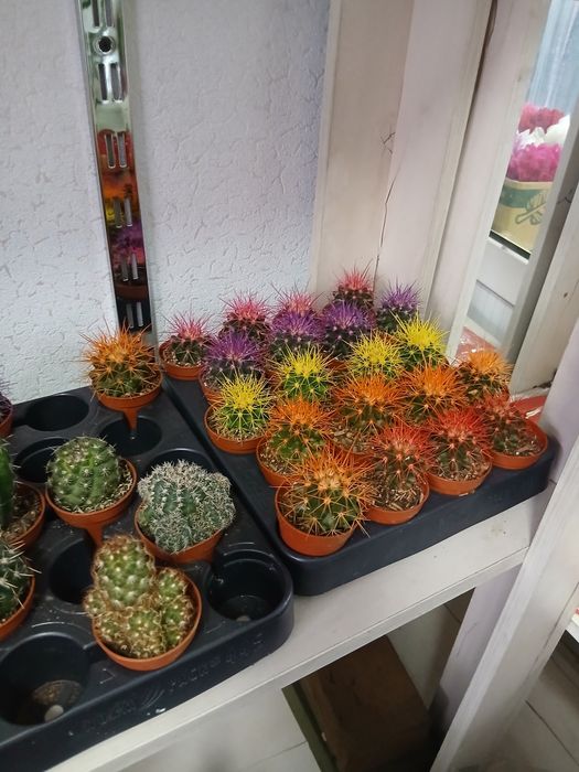 Кактус разные размеры