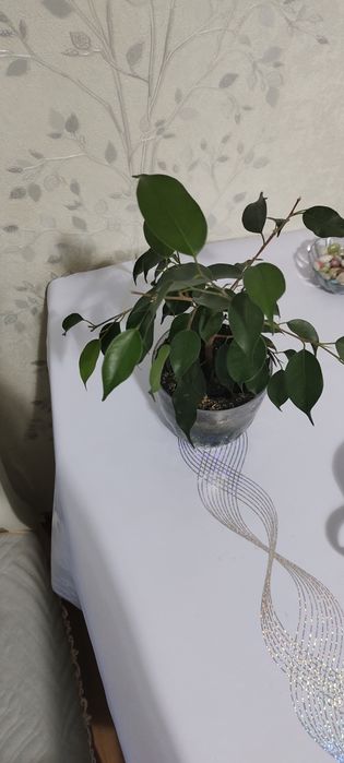 Продам Фикус Бенжамина
