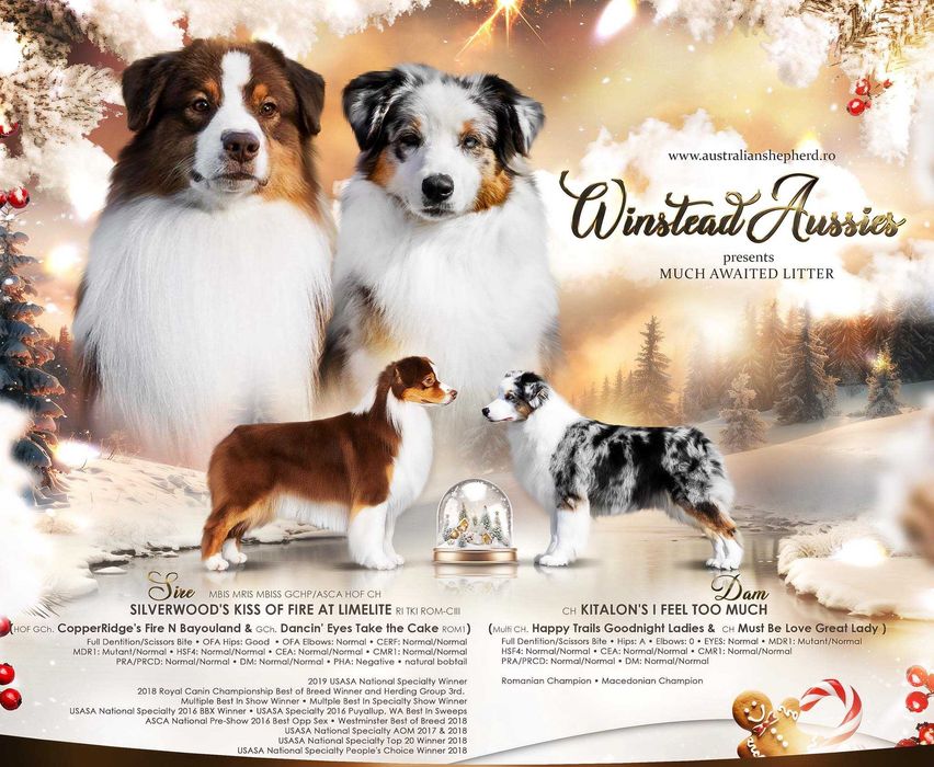Ciobanesc Australian Pui cu pedigree