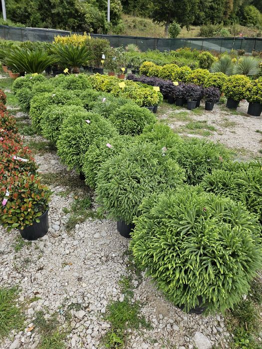 Livrare  la domiciliul cu tot cu plantare livrarea gratuit !!