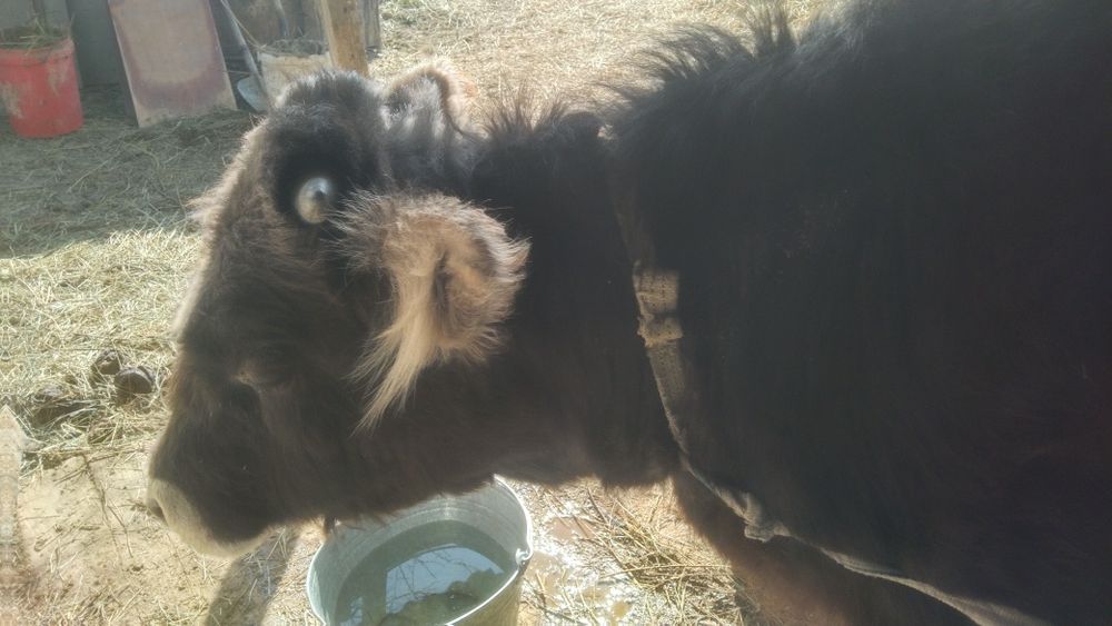 Бычок 11есяцев  бычок