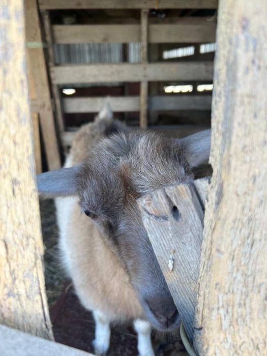 Ешкі шыбыш сатылады