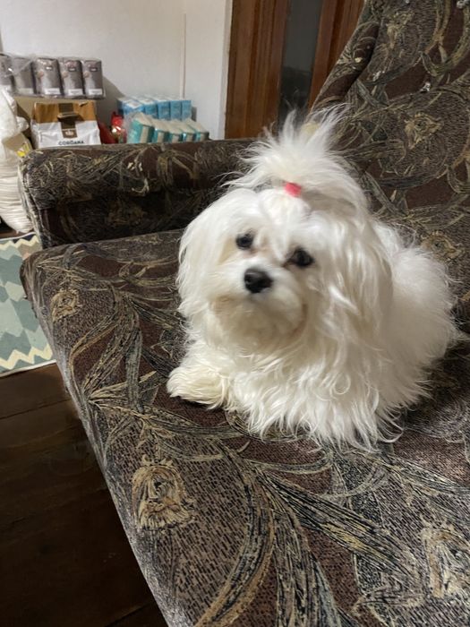 Bichon maltez talie mica