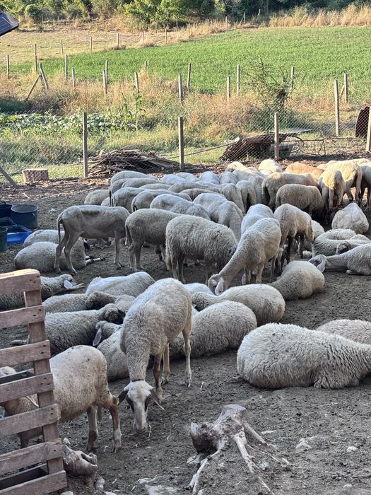 Продавам агнета до 40 килограма