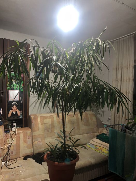 Продаю комнатные цветы