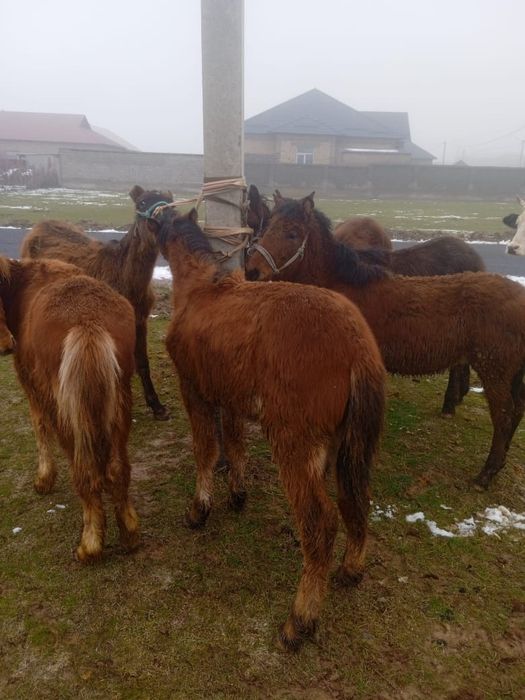 Тайлар бар, дені сау мал