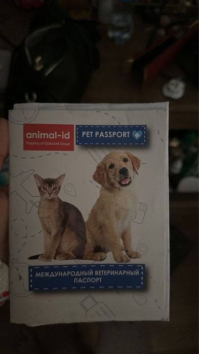 Котенек 6 месяцев