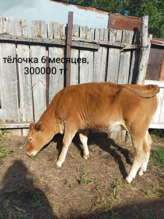 Продам телят. п. Дарьинск